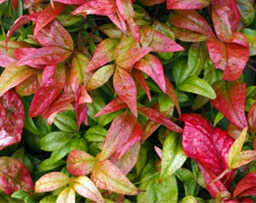 Branded Programs Branded Programs