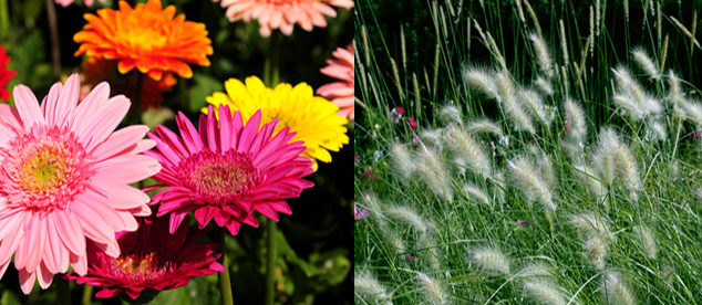 Baucom Nursery's flowers Baucom Nursery's flowers