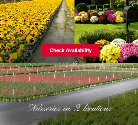 Baucom S Nursery Company Located In Charlotte Nc