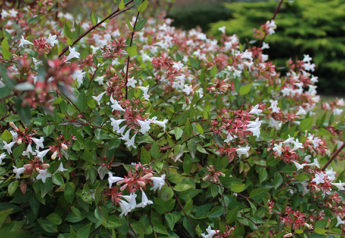 Abelia