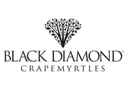 Black Diamond
