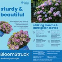 Hydrangea, Endless Summer 'Bloomstruck' (1 Gallon and 2 Gallon) - Image 8