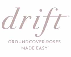 Drift Groundcover Roses