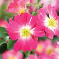 Rose, 'Drift 'Pink' (2 Gallon)