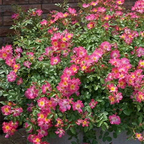 Rose, 'Drift 'Pink' (2 Gallon) - Image 3
