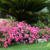 Rose, 'Drift 'Pink' (2 Gallon) - Image 4