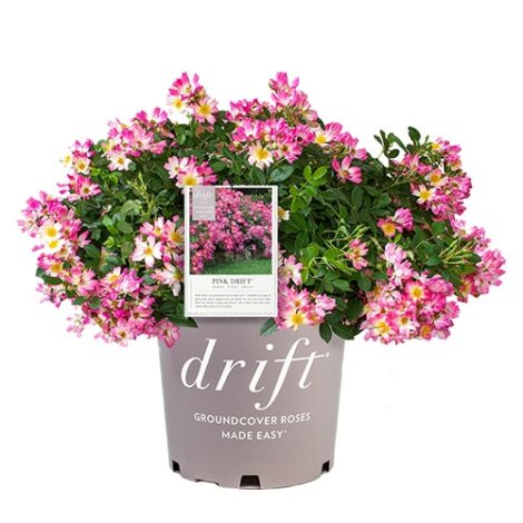 Rose, 'Drift 'Pink' (2 Gallon) - Image 2