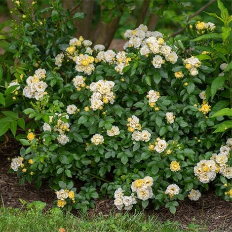Rose, Drift 'Popcorn' (2 Gallon) - Image 4