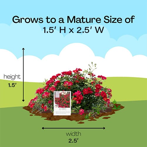 Rose, Drift 'Red'(2 Gallon) - Image 9