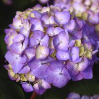 Hydrangea, Endless Summer 'Bloomstruck' (1 Gallon and 2 Gallon)