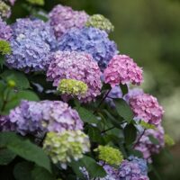 Hydrangea, Endless Summer 'Bloomstruck' (1 Gallon and 2 Gallon) - Image 3