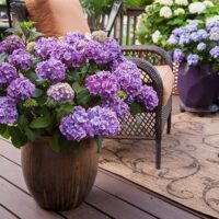Hydrangea, Endless Summer 'Bloomstruck' (1 Gallon and 2 Gallon) - Image 7