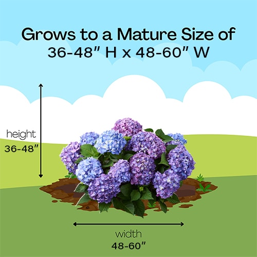Hydrangea, Endless Summer 'Bloomstruck' (1 Gallon and 2 Gallon) - Image 11