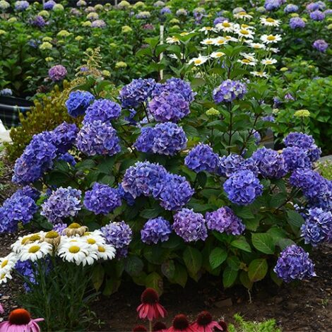 Hydrangea, Endless Summer 'Bloomstruck' (1 Gallon and 2 Gallon) - Image 6