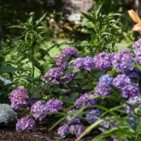 Hydrangea, Endless Summer 'Bloomstruck' (1 Gallon and 2 Gallon) - Image 5