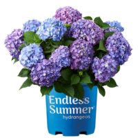 Hydrangea, Endless Summer 'Bloomstruck' (1 Gallon and 2 Gallon) - Image 2