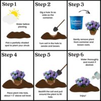 Hydrangea, Endless Summer 'Bloomstruck' (1 Gallon and 2 Gallon) - Image 10