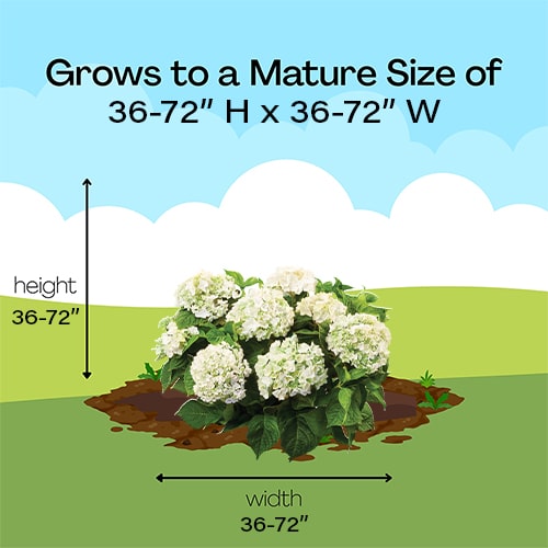Hydrangea, Endless Summer 'Blushing Bride' (2 Gallon) - Image 12