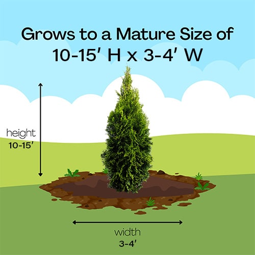 Arborvitae, Emerald Green (2.5 Quart, 3 Gallon, 5 Gallon, and 7 Gallon) - Image 6