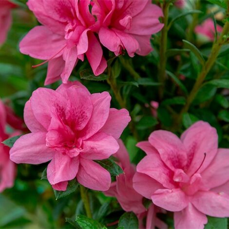 Azalea, Encore 'Autumn Empress' (1 Gallon, 2 Gallon, and 5 Gallon)