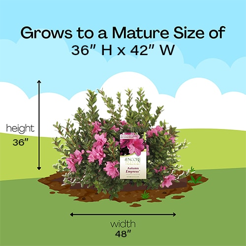 Azalea, Encore 'Autumn Empress' (1 Gallon, 2 Gallon, and 5 Gallon) - Image 9