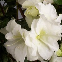 Azalea, Encore 'Autumn Moonlight' (1 Gallon, 2 Gallon, and 5 Gallon)