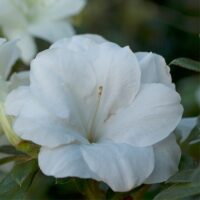 Azalea, Encore 'Autumn Moonlight' (1 Gallon, 2 Gallon, and 5 Gallon) - Image 3