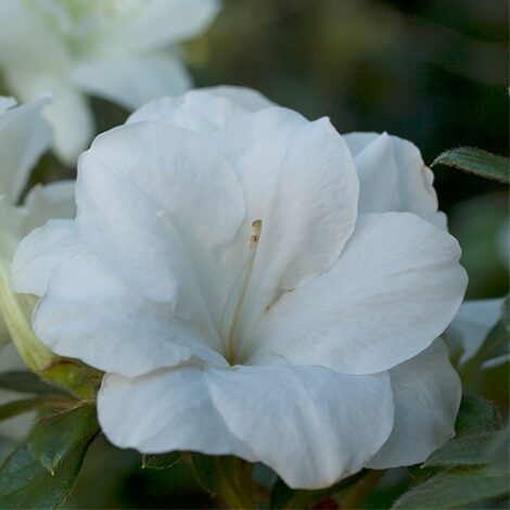 Azalea, Encore 'Autumn Moonlight' (1 Gallon, 2 Gallon, and 5 Gallon) - Image 3