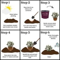 Azalea, Encore 'Autumn Moonlight' (1 Gallon, 2 Gallon, and 5 Gallon) - Image 6