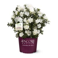 Azalea, Encore 'Autumn Moonlight' (1 Gallon, 2 Gallon, and 5 Gallon) - Image 2