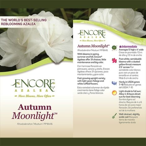 Azalea, Encore 'Autumn Moonlight' (1 Gallon, 2 Gallon, and 5 Gallon) - Image 4