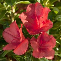 Azalea, Encore 'Autumn Sunset' (1 Gallon, 2 Gallon, and 5 Gallon)