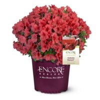 Azalea, Encore 'Autumn Sunset' (1 Gallon, 2 Gallon, and 5 Gallon) - Image 2