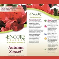 Azalea, Encore 'Autumn Sunset' (1 Gallon, 2 Gallon, and 5 Gallon) - Image 3