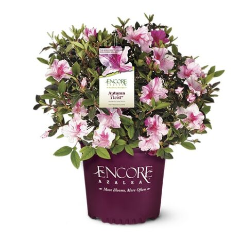 Azalea, Encore 'Autumn Twist' (1 Gallon, 2 Gallon, and 5 Gallon) - Image 2