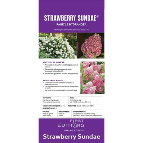 Hydrangea, First Editions 'Strawberry Sundae' (2 Gallon) - Image 4