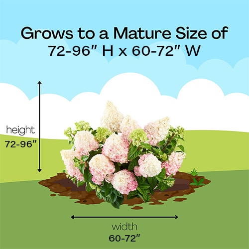 Hydrangea, First Editions 'Vanilla Strawberry' (3 Gallon) - Image 8