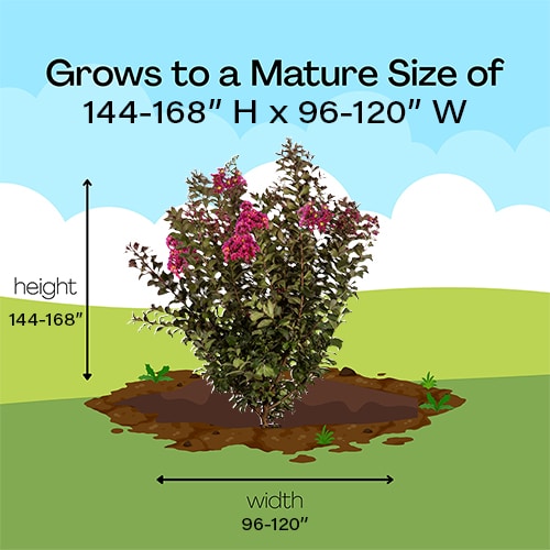 Crape Myrtle, FIRST EDITIONS 'Plum Magic' (2 Gallon and 5 Gallon) - Image 9