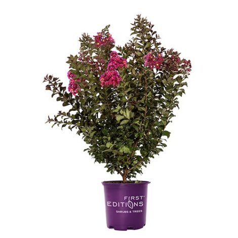 Crape Myrtle, FIRST EDITIONS 'Plum Magic' (2 Gallon and 5 Gallon) - Image 2