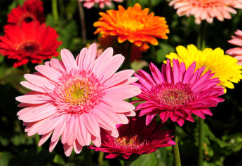 Gerberas