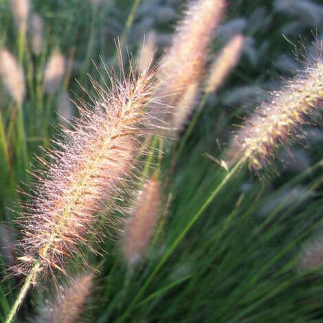 Grass, Cassian