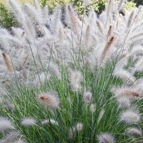 Grass, Hamlin