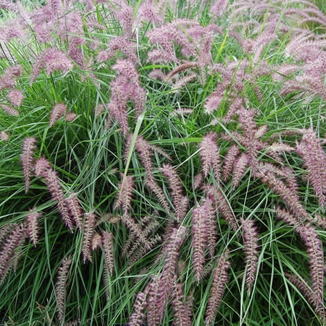 Grass, Karley Rose