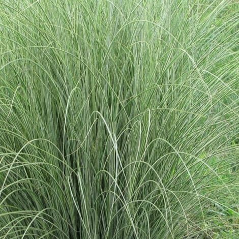Grass, Morning Light