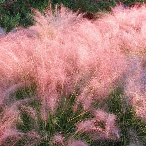 Grass, Pink Muhly