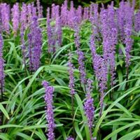 Grass, Royal Purple