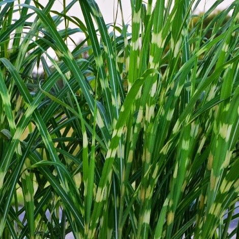 Grass, Strictus