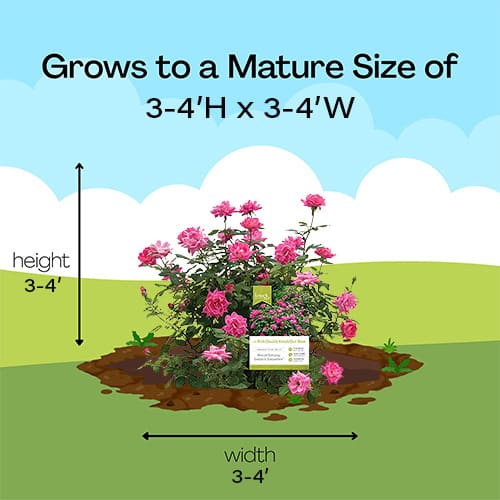 Rose, Knock Out 'Double Pink' (1 Gallon and 2 Gallon) - Image 9