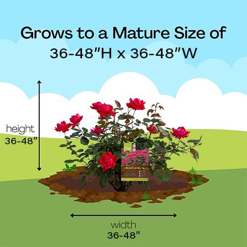 Rose, Knock Out 'Double Red' (1 Gallon and 2 Gallon) - Image 10
