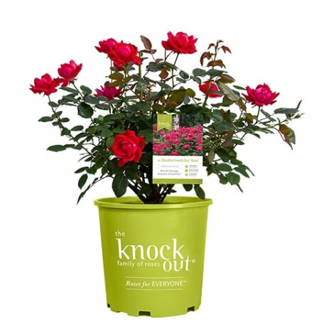 Rose, Knock Out 'Double Red' (1 Gallon and 2 Gallon) - Image 2